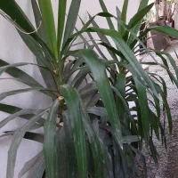 گل یوکا|گل و گیاه طبیعی|نوشهر, |دیوار