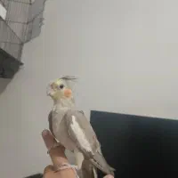 عروس هلندی ماده
