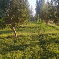 باغ|فروش زمین و ملک کلنگی|باروق, |دیوار