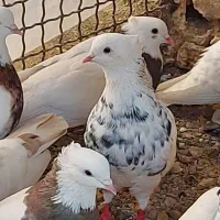 کبوتر طوقی|پرنده|آبیک, |دیوار