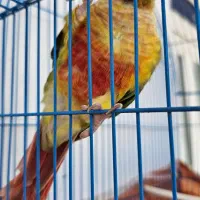 گیرینچیک|پرنده|گنبد کاووس, |دیوار