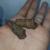 انواع مهره|زیورآلات و اکسسوری|شیراز, ابیوردی|دیوار