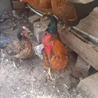 مرغ و خروس محلی