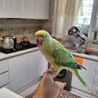 طوطی ملنگو
