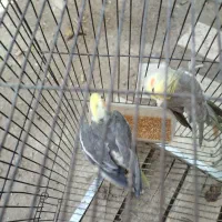 عروس هلندی ابلغ آهویی|پرنده|مشهد, چهاربرج|دیوار