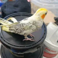 عروس هلندی تازه دونخور