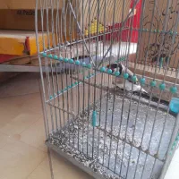 سهره|پرنده|کوهدشت, |دیوار