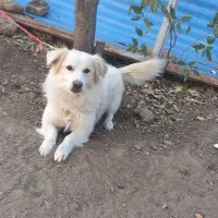 سگ خانگی تربیت شده