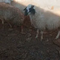 ۵عدد گوسفند دامازدیخ|حیوانات مزرعه|ارشق, |دیوار