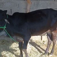 گوساله ماده