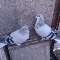 اصلی|پرنده|تهران, ترمینال جنوب|دیوار