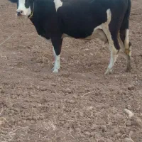 گاو سمینتال شیری شکم دوم روزانه ۲۵کیلو شیر