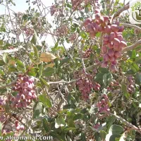 فروش زمین پسته