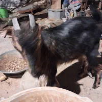بز ماده یکساله