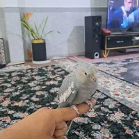 عروس هلندی سینامون|پرنده|کرمانشاه, |دیوار