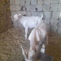 بزغاله سانن اصل