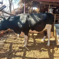 گاو و گوساله