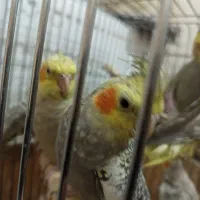 جوجه های عروس هلندی ۳ماهه به بالا|پرنده|تهران, مینای جنوبی|دیوار