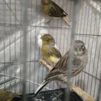 یه جفت گلاستر نر وماده
