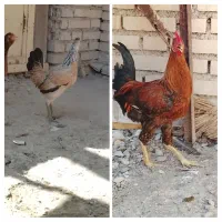 مرغ وخروس