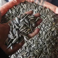 تخمه خوی مستقیم بدون واسطه بازار ولیعصر کرج