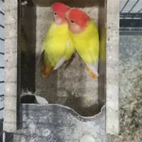 جفت کوتوله اوپال کارداده|پرنده|یزد, |دیوار