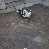 فروش‌فوری‌اردک‌‌خارجی‌