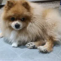 سگ پامر خرسی|سگ|ری, دولت‌آباد|دیوار