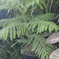 کاج مطبق