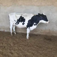 گاو گوساله