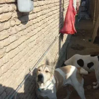 واگذاری سگ آلابای نر