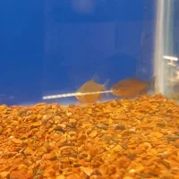 ماهی پیرانا ردبلی|ماهی|کرج, شهرک بنفشه|دیوار