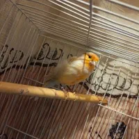 قناری نر|پرنده|رامیان, |دیوار