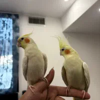 عروس هلندی جفت