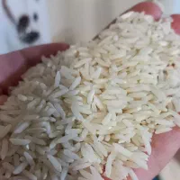 برنج هاشمی اصل دانه بلند تازه درجه یک