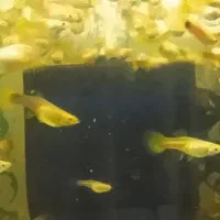 ماهی گوپی زیبا|ماهی|کرمانشاه, |دیوار