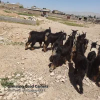 فروشی