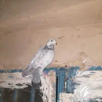 با سللام یک جفت کبوتر خشکل|پرنده|بردسکن, |دیوار