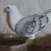 پشتی گراف هفت‌رنگ|حراج|اسفراین, |دیوار