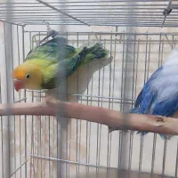 طوطی برزیلی|پرنده|زاهدان, |دیوار