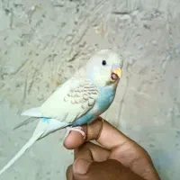 مرغ عش دستی