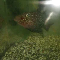 فلاور کانفا|ماهی|اهواز, بهارستان|دیوار