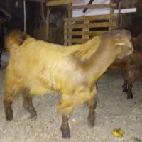 فروش کهره ، لطفا تماس|حیوانات مزرعه|جم, |دیوار