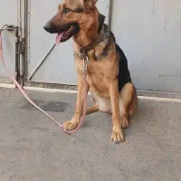 توله سگ ژرمن|سگ|قرچک, پارس سرام|دیوار