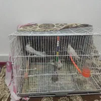 3عدد عروس هلندی|پرنده|قوچان, |دیوار