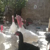 بوقلمون محلی