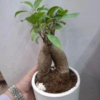 بنسای جنسینگ با گلدون سرامیکی