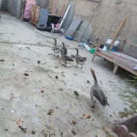 غاز جوان ۵عدد