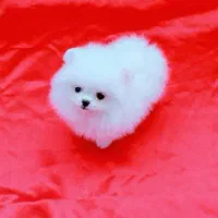 کلینیک تخصصی نژاد پودل و پامر خرسی