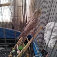 یک جفت عروس هلندی